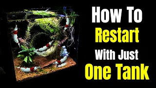How to Restart a Crystal Red Shrimp Tank With No Other Tank : A Step-by-Step Guide