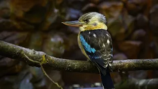 vecteezy blue winged kookaburra on branch 21548269 63