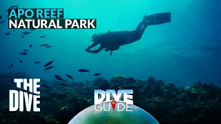 Dive Guide to APO REEF, Philippines #TheDivePH