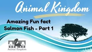 Animal Kingdom - Amazing Fun Fact about Salmon Fish  – Part 1