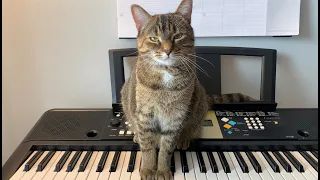 Cat trying new keyboard style