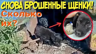 💔Щенки все в клещах / один шенок с судорогами 😭😱 / им нужно лечение /help save homeless puppies🙏