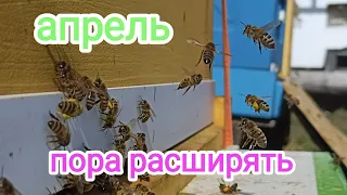 Расширение пчелосемей весной! Пчеловодство!