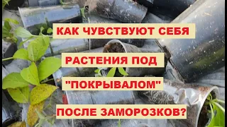 Как укрыть на зиму? Растения под укрытием, после заморозков.