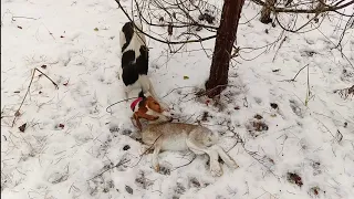 Первый заяц эстонской гончей (11 мес.) Вся охота сжато. Реакция на зайца. Как давать заячью лапу.