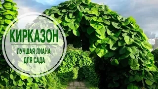 Лучшая лиана для сада 🌺 КИРКАЗОН ✔ Обзор растения от эксперта HitsadTV