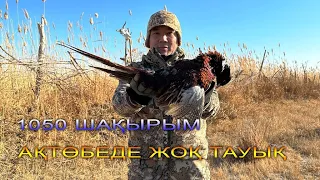 Қызылорда, Қырғауылға аңшылық | Охота на фазана в Кызылорде