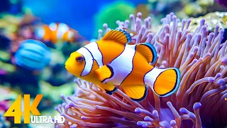 Aquarium 4K VIDEO (ULTRA HD) - Beautiful Coral Reef Fish - Sleep Relaxing Meditation Music