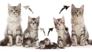 Kittens to Cats growing up Time lapse Dance