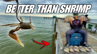This Bait is a CHEAT CODE for Catching Fish! Galveston Fishing Pier