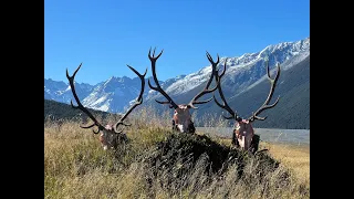 Red Stag Roar - New Zealand 2023