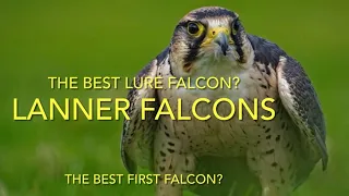 FALCONRY: Lanner falcon species spotlight; The best lure bird ?