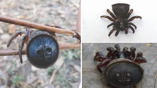 Rare Chinese Hourglass Spider Is Found By Farmer In China