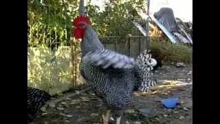 Rooster crow 8x Youtube slow motion video BRUTAL