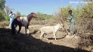 excellent #donkey #horses meeting first time in village -