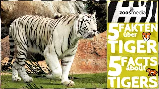 5 faszinierende Fakten über TIGER 🐯 | zoos.media