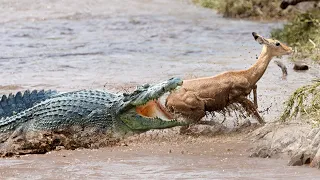 Crocodile Hiding And Hunting Impala On The River