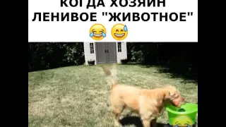 И как я раньше не додумался?