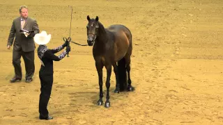 Laura Smith Win Championship for Showmanship at R8 Arabian Horse Competition