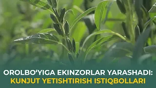 OROLBO‘YIGA EKINZORLAR YARASHADI: KUNJUT YETISHTIRISH ISTIQBOLLARI