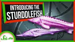 This Sturgeon-Paddlefish Hybrid Shouldn't Exist | SciShow News
