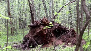 Тайны старого пенька  . Где живут чудища лесные  ? Поджог или гроза ? По лесам и болотам .