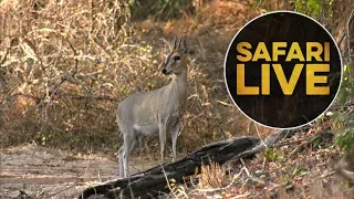 safariLIVE - Sunset Safari - August 11, 2018