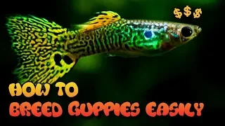 HOW TO BREED GUPPIES (3 EASY WAYS)