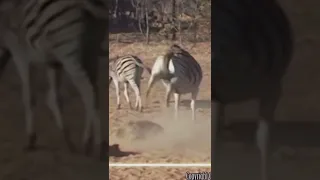 Pitiful! Zebra Knocks Down Warthog Quickly By Only Powerful Kick #shorts #animals #zebra #warthog