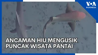 Ancaman Hiu Mengusik Puncak Wisata Pantai