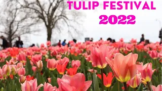 Canadian Tulip Festival Ottawa 2022