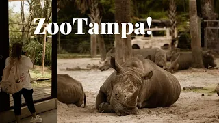 ZooTampa at Lowry Park: Tour of this TOP TEN Zoo! 🦏