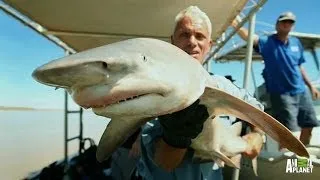 Fan Favorite: Rare Glyphis Shark Filmed | River Monsters