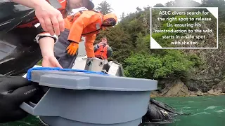 Giant Pacific Octopus Released Back into the Ocean in Alaska