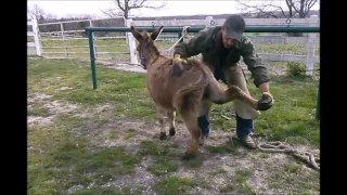 Donkey hooves trimming little outlaws