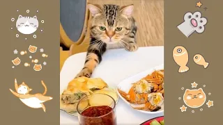 Я ПРОДЕГУСТИРУЮ! 😹Вечно голодный кот 😺#смешныекоты  #приколыскотами🐈#юмор #ржака
