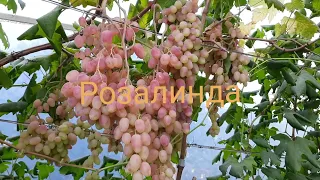 Самый вкусный и привлекательный виноград Розалинда