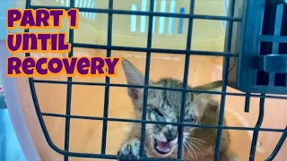 Rescue poor kitten on the road side and say meowing for help ( rescue until recovery) | FTC Meow