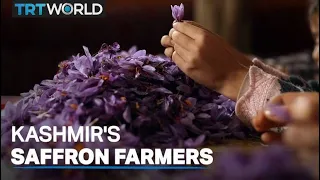 Kashmir's saffron farmers forced indoors
