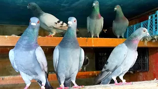 Завёз почтовых спортивных голубей на дистанцию/Carrier pigeons have gone a distance