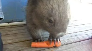 Wombat Carrot