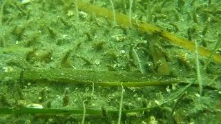 Attack of the tube worms!