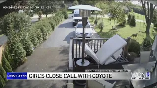Video shows Villa Park girl's encounter with coyote