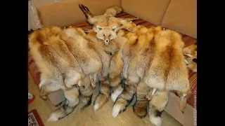 Выделка меха лисы в домашних условиях мой опыт