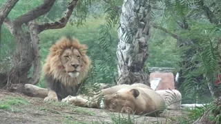 Lion Earnest and Misallen 5years old San Diego safari park　ライオン兄妹仲が良い