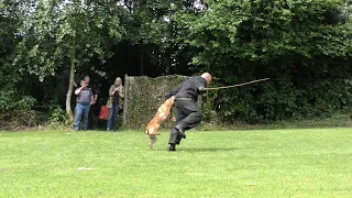 KNPV Keuring Hattemerbroek Stokstellen 10  07 2021