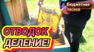 Новая пчелиная семья легко и просто! Как поделить пчёл? Как сделать отводок?