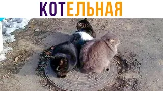 КОТельная))) Демотиваторы | Мемозг #573