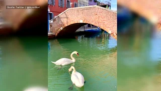 Wegen Coronavirus: Klares Wasser in den Kanälen von Venedig - auch die Schwäne kommen zurück