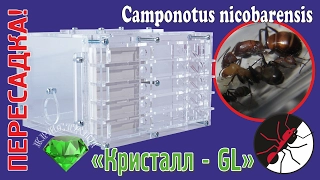 Муравьиная ферма. Кристалл GL. Пересадка Camponotus nicobarensis